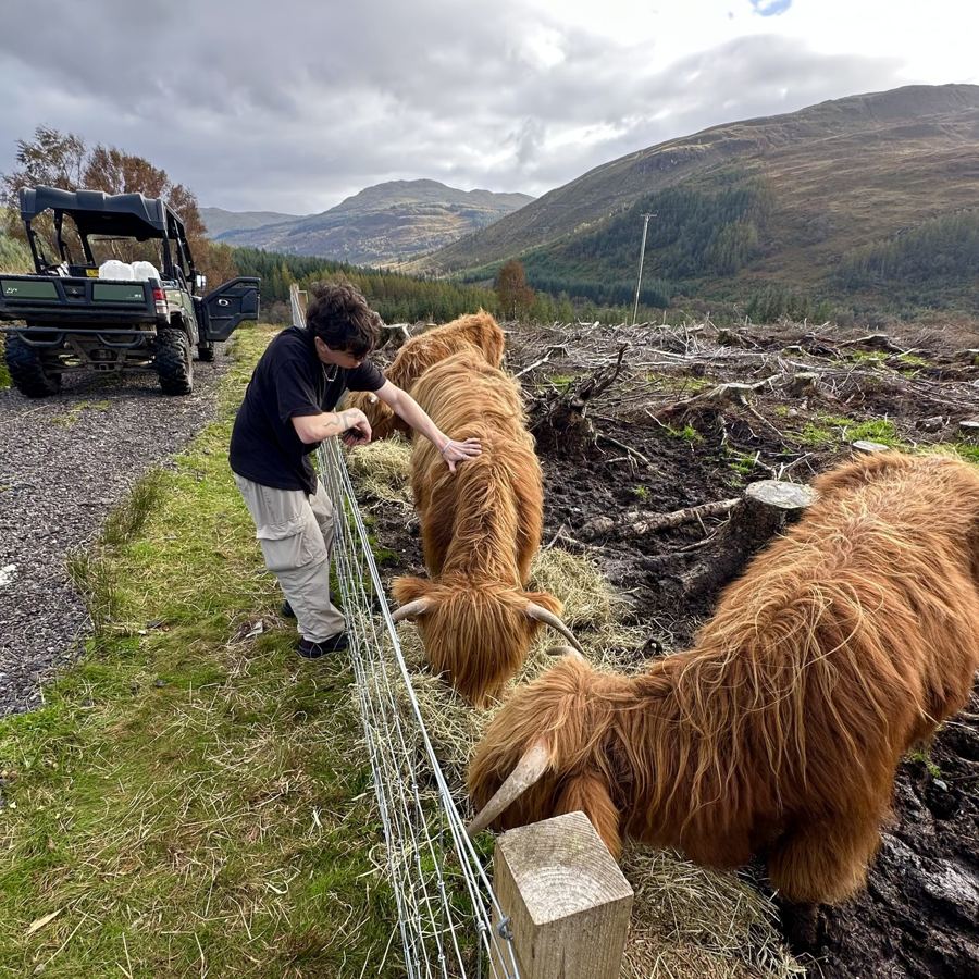 Tomás dándole de comer a vacas peludas en Escocia